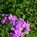 Phlox amplifolia (2)